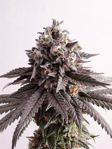 Bubba Kush x Gelato