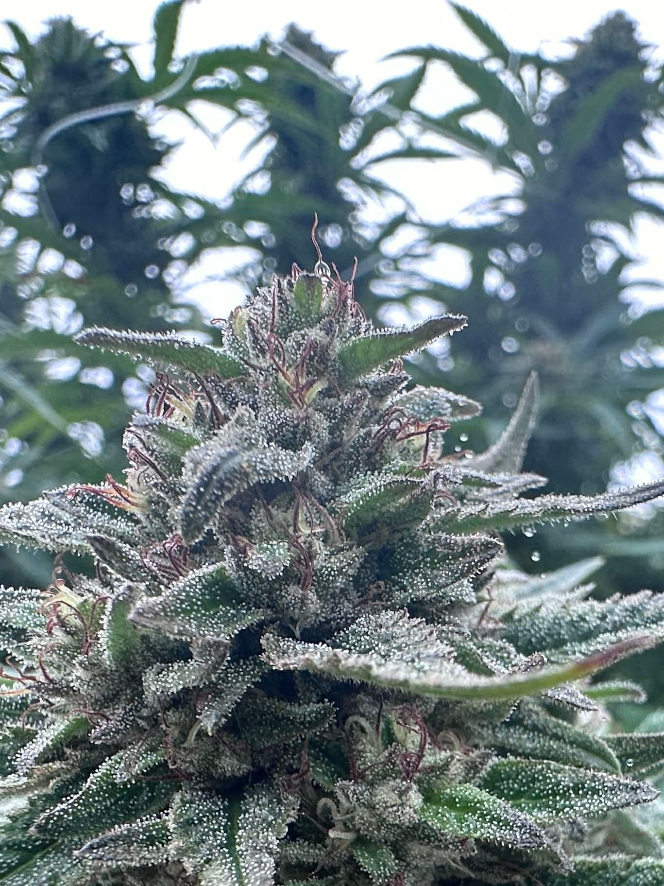 Gorilla Glue #4