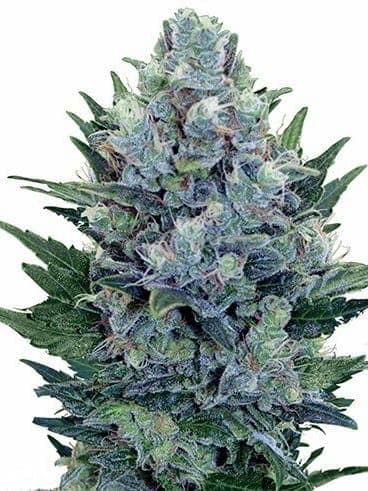 Blue Cheese