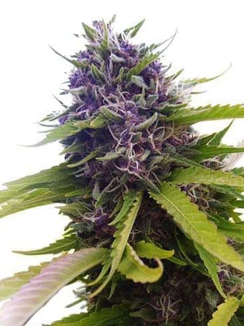 Blueberry