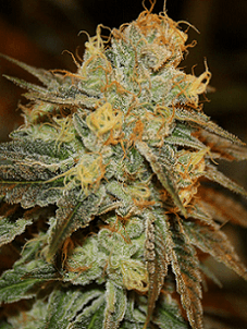 Bruce Banner