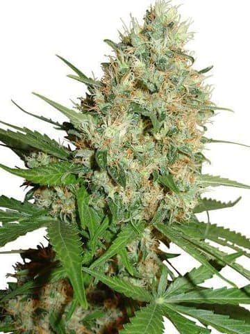 Californian Trainwreck