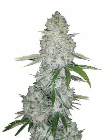 Gorilla Glue Auto