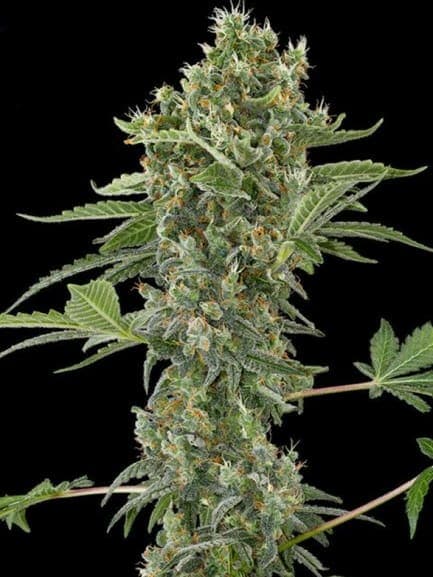 Moby Dick Auto
