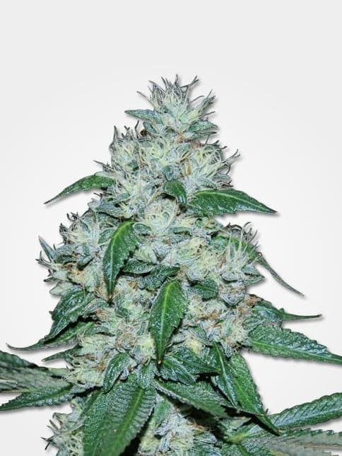 Great White Shark Auto
