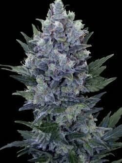Northern Light x Blueberry Auto