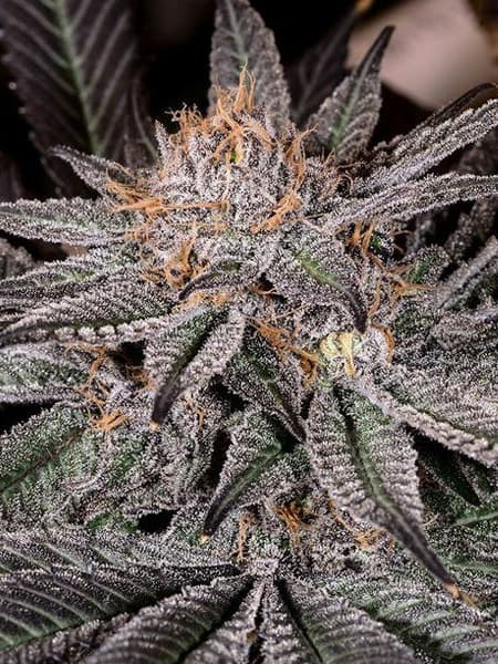 Grape Ape