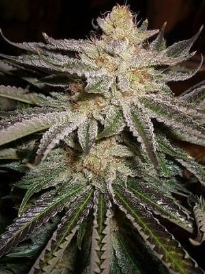 Alien OG Kush