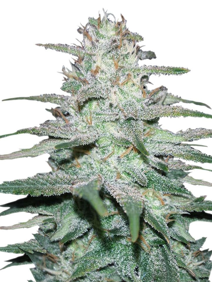 Lemon Skunk Auto