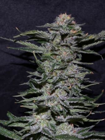 Black Domina