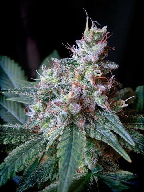 Cream Caramel