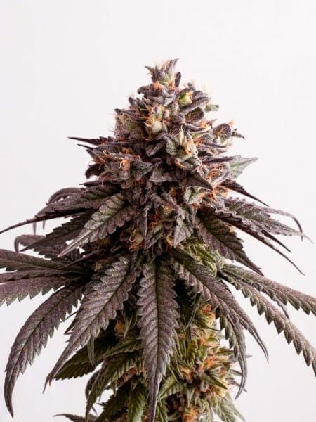 Gelato x OG
