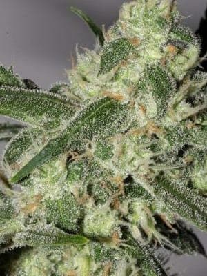 Sugar Haze