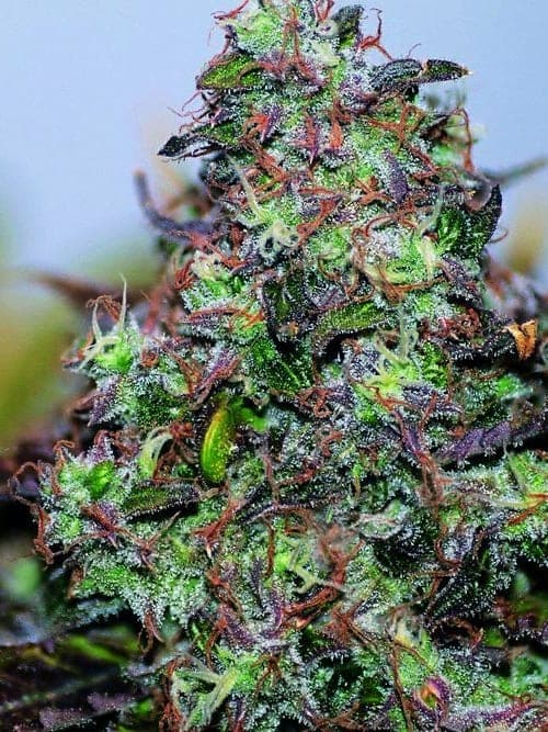 Original Skunk#1
