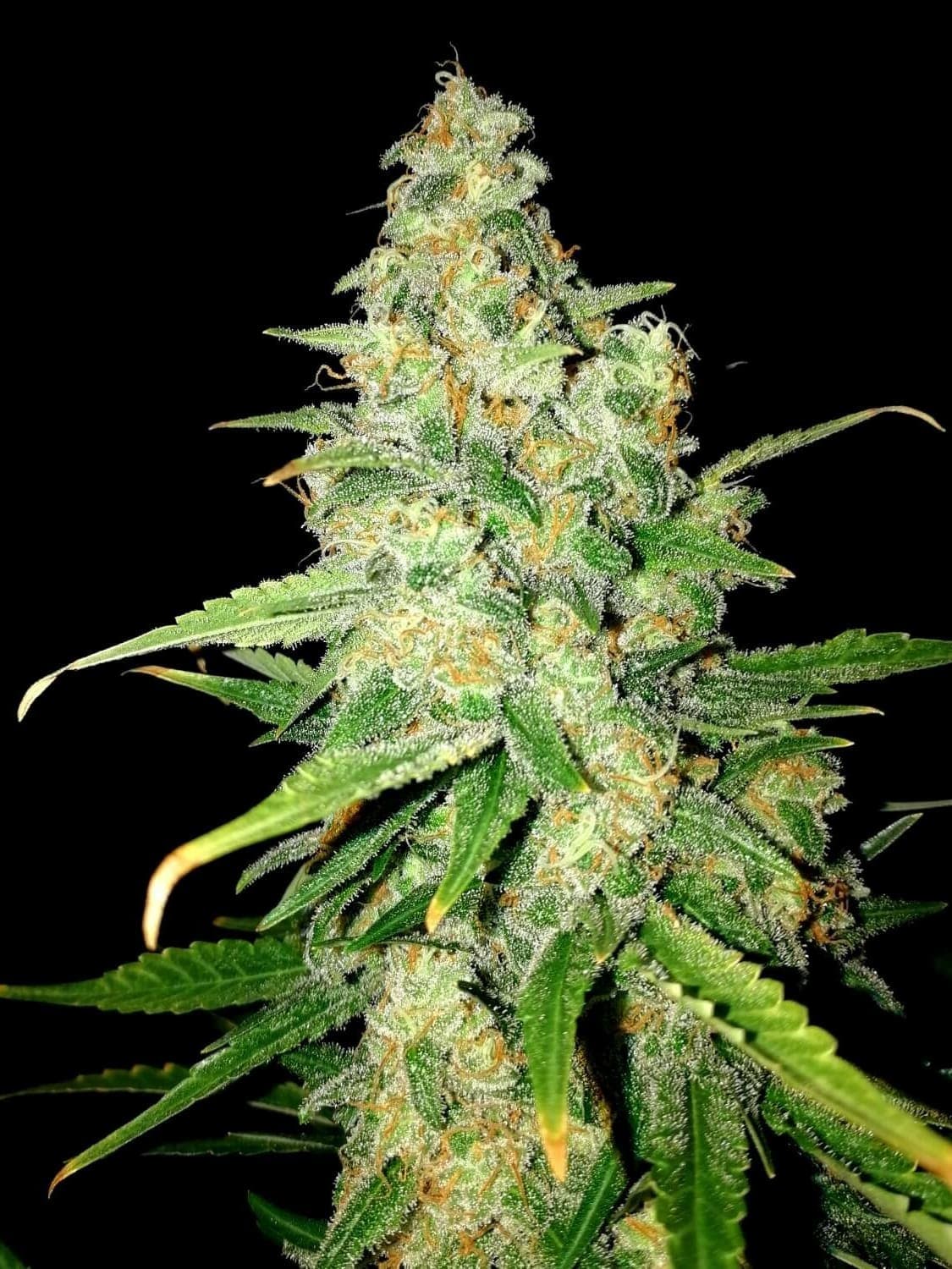 Zkittlez