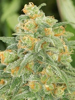 Green Crack
