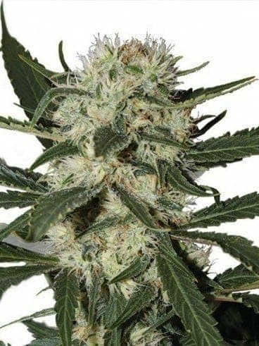 Northern Light Auto