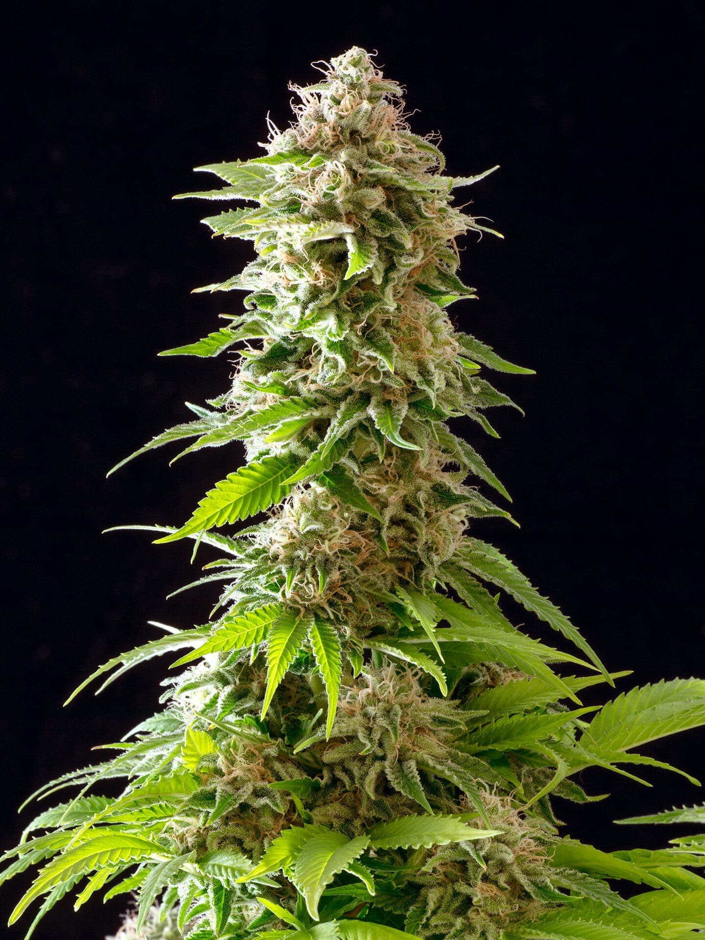 Cookies Haze