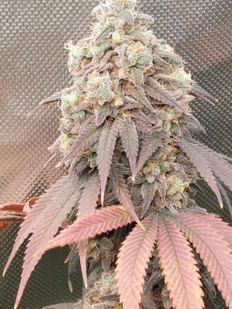 Platinum OG