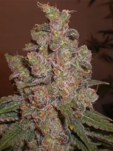 Cheese Auto