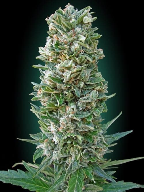 Jack Herer Auto