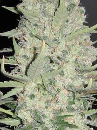 Big Bud Auto
