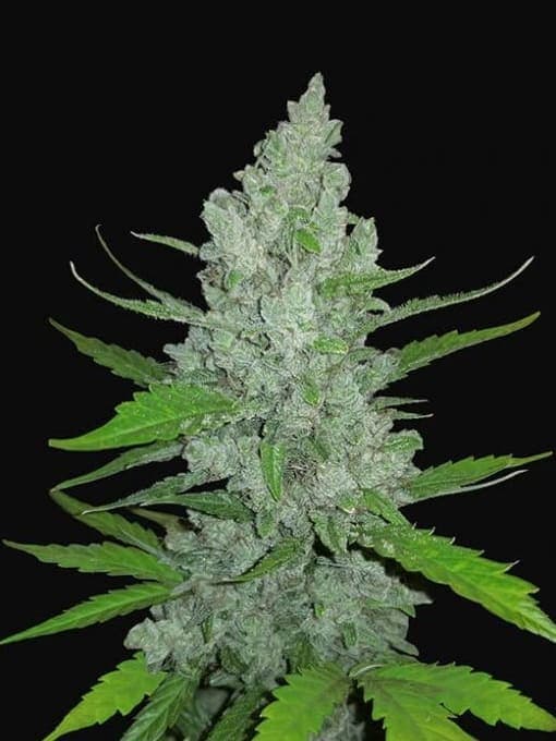 Diesel Auto