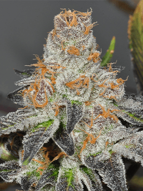 Girl Scout Cookies