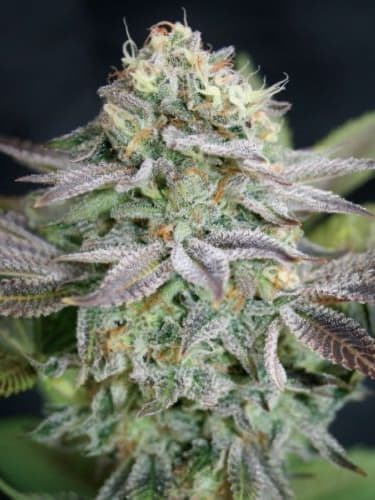Blue Dream