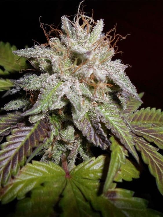 Sherbet