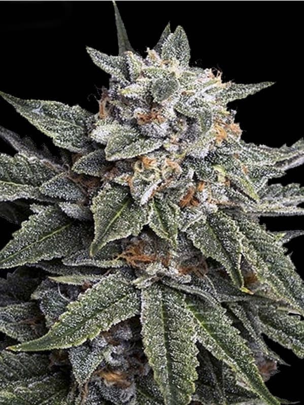 Strawberry Banana