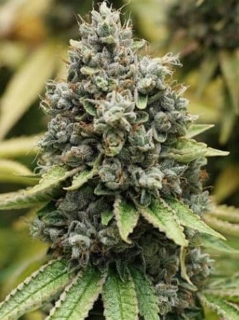 Sour Diesel