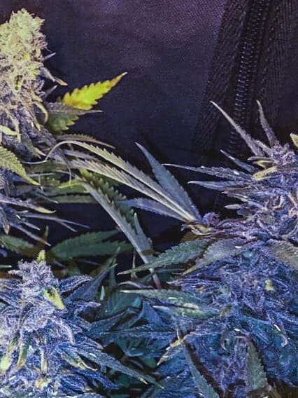 C-99 x Blueberry