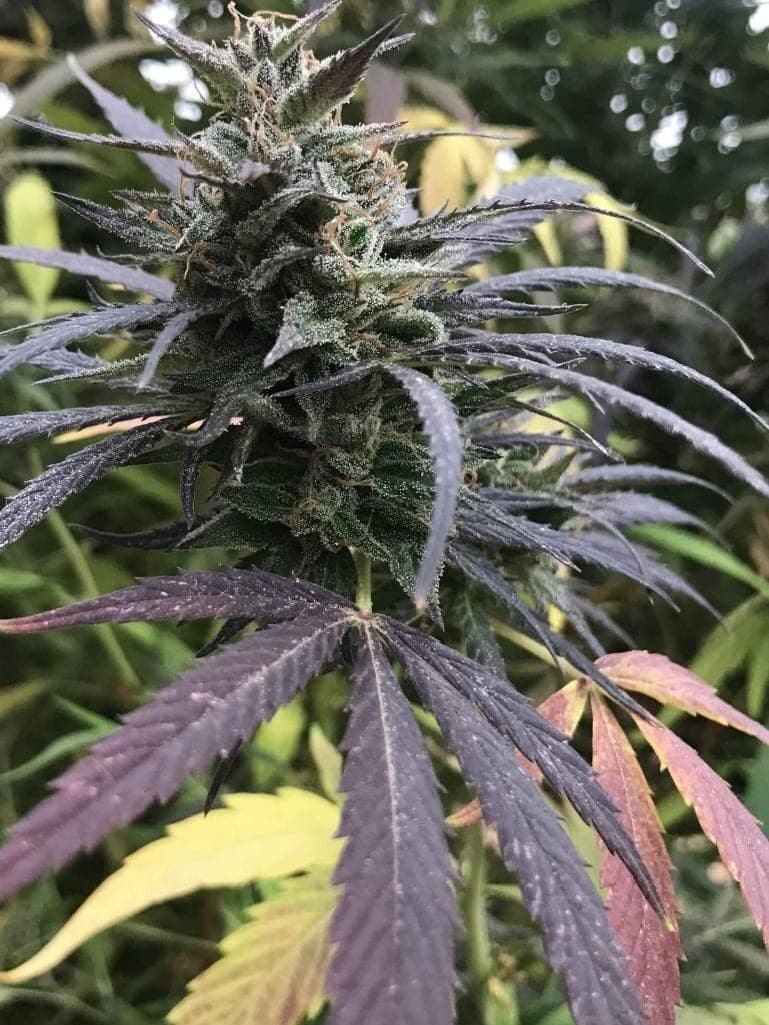 Blue Dream