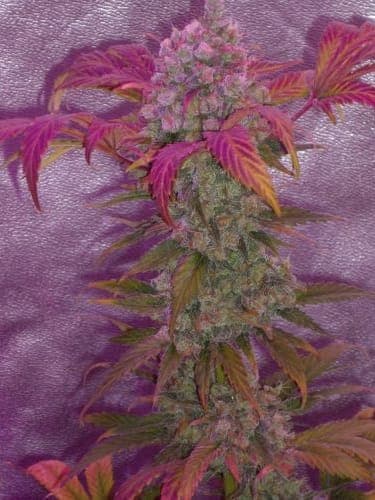 Pure Power Plant