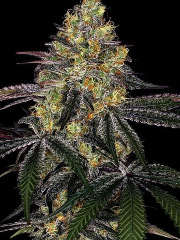 Watermelon Zkittlez