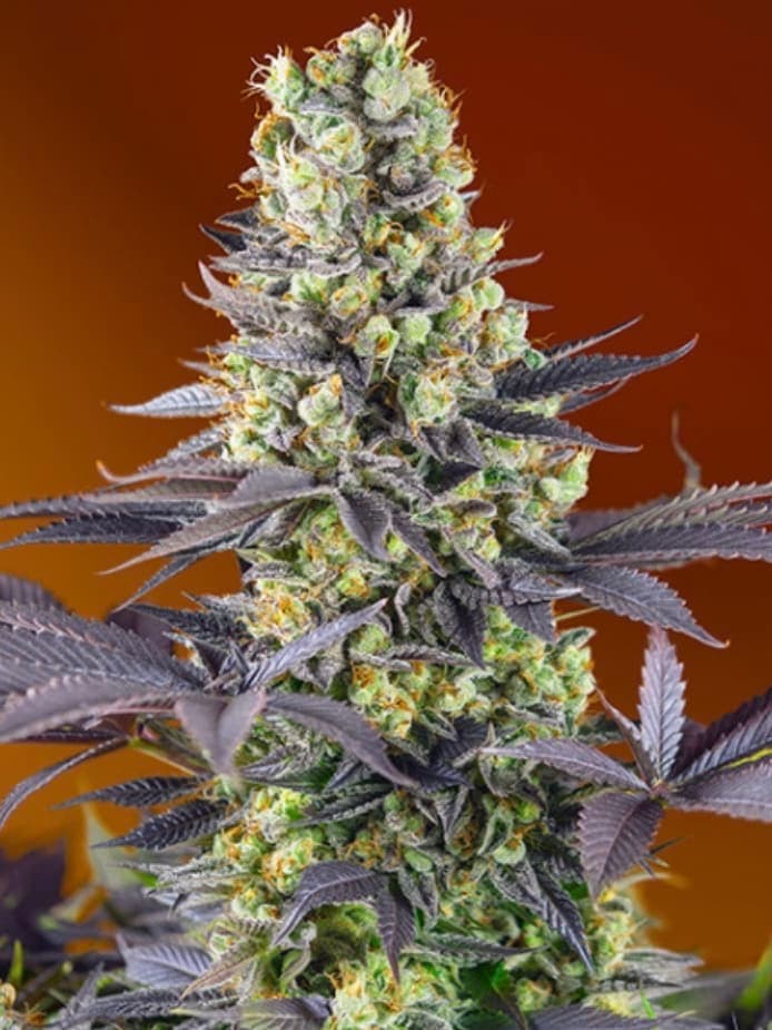 Banana Zkittlez