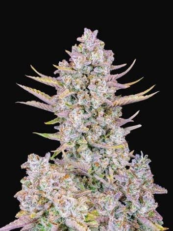 Purple Punch