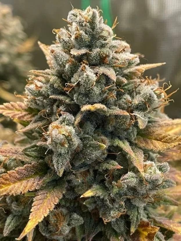 Godfather OG