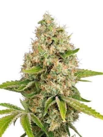 Lemon Kush