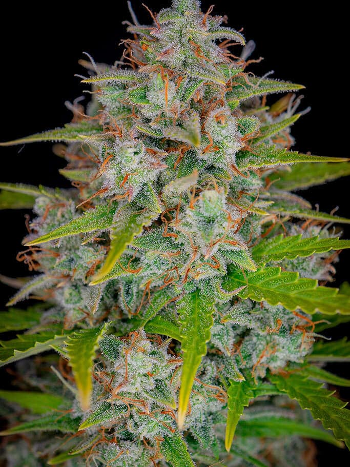 Orange Sherbet Auto