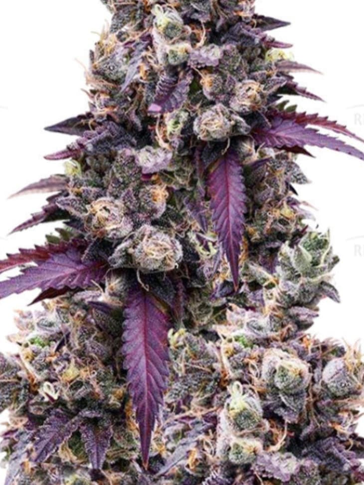 Wedding Gelato