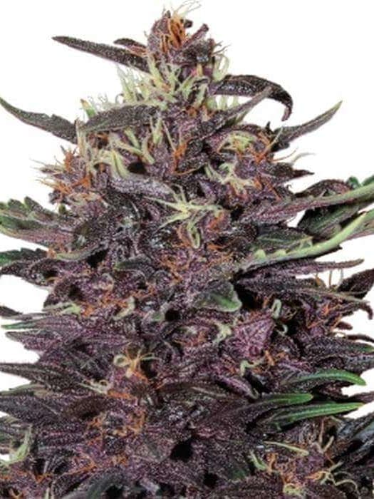 Purple Kush