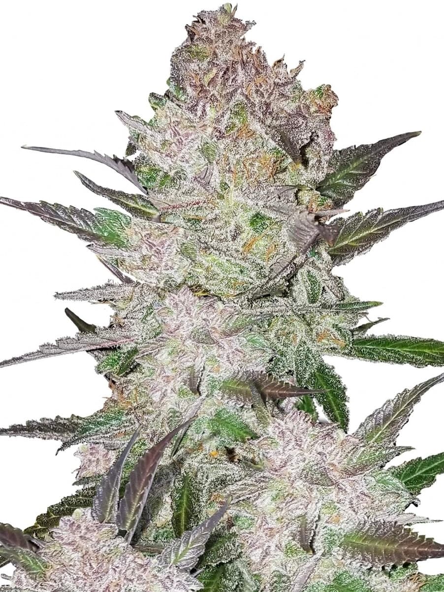 Cookies & Cream
