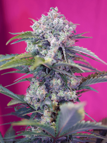Cream Mandarine