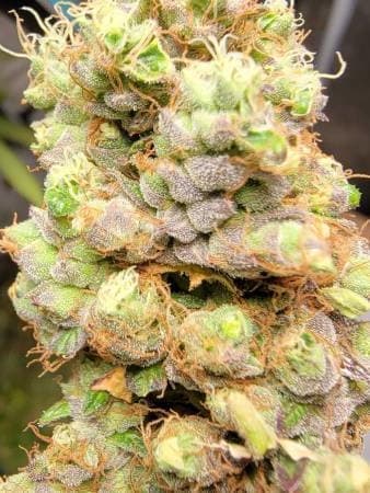 Tangerine Cookies