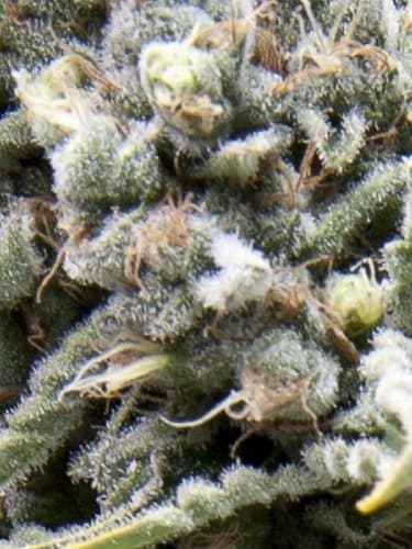 White Widow CBD 1:1