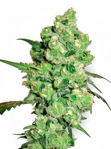 Super Skunk