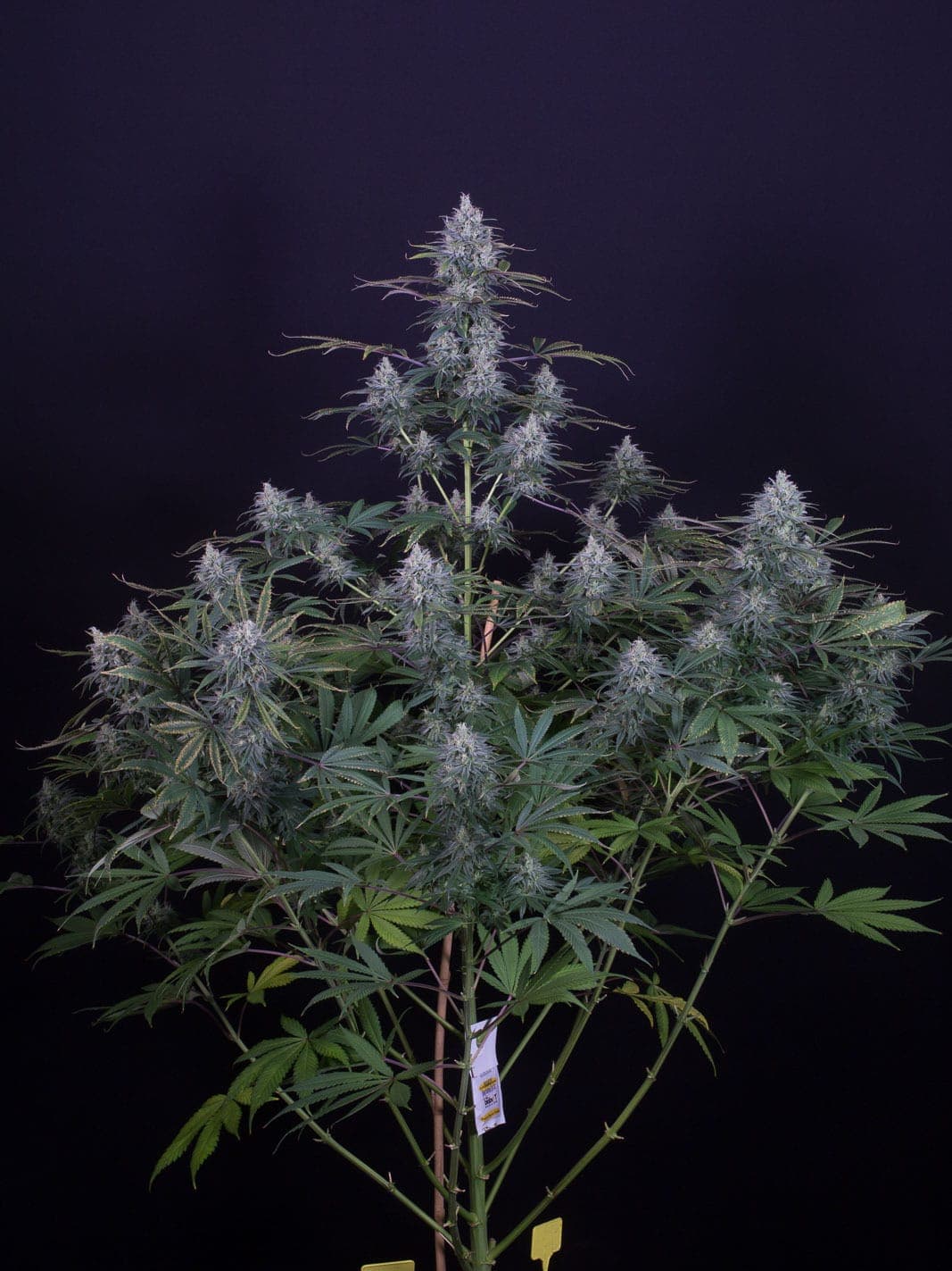 Cheese CBD 1:1
