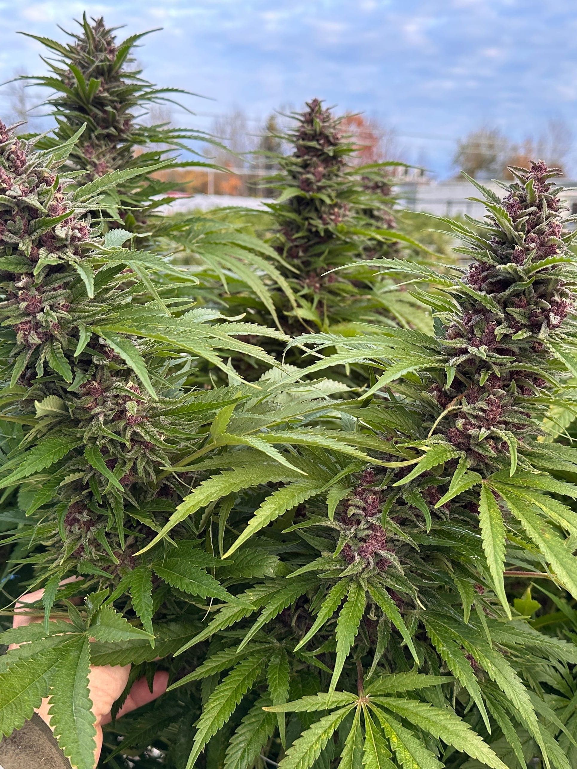 Blue Widow